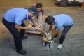 漢臺警民攜手救助一只國家一級保護動物縮略圖